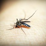 Best Mosquito Repellents UK