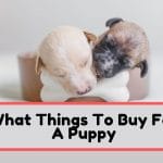 What Things To Buy For A Puppy
