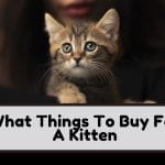 What Things To Buy For A Kitten