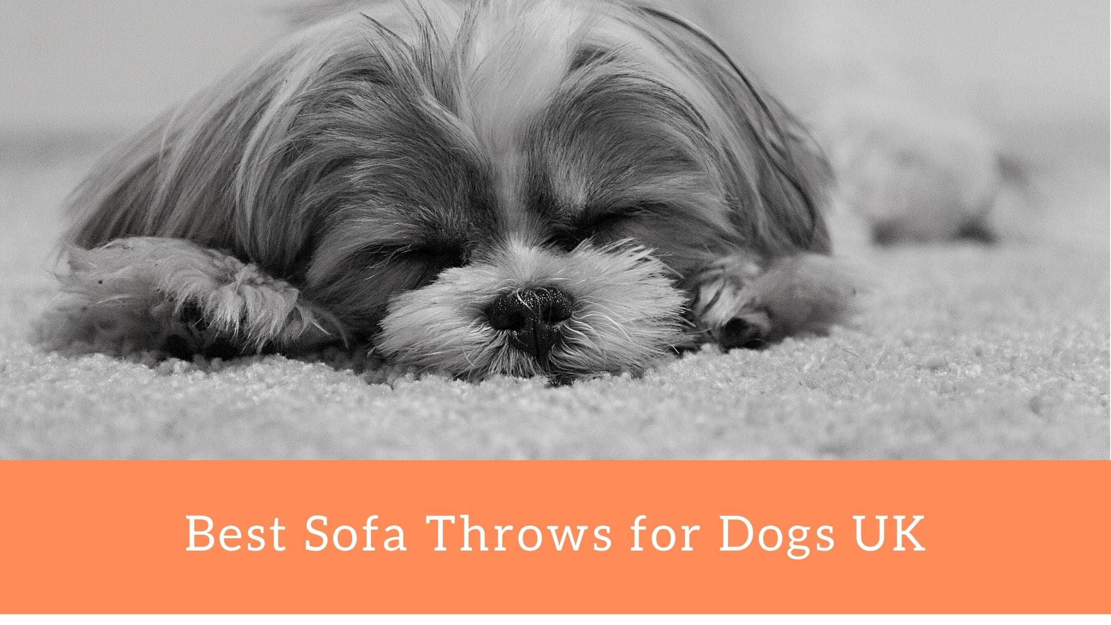 Best Sofa Throws for Dogs UK