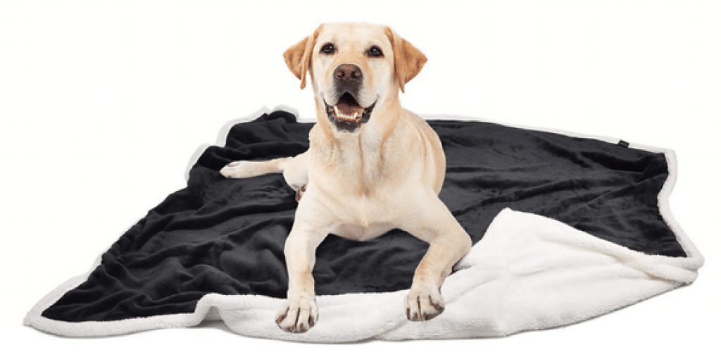 Best Sofa Throws for Dogs