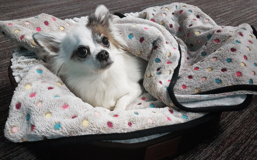 Best Sofa Throws for Dogs UK